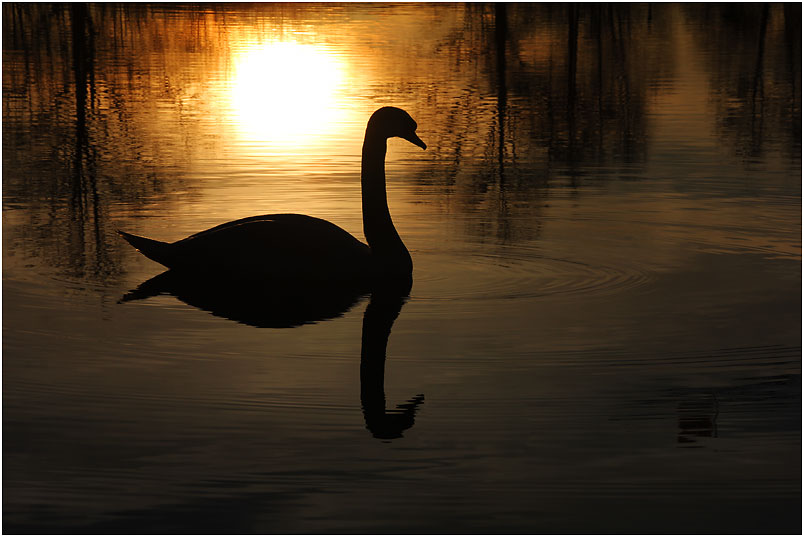 Höckerschwan bei Sonnenuntergangsstimmung