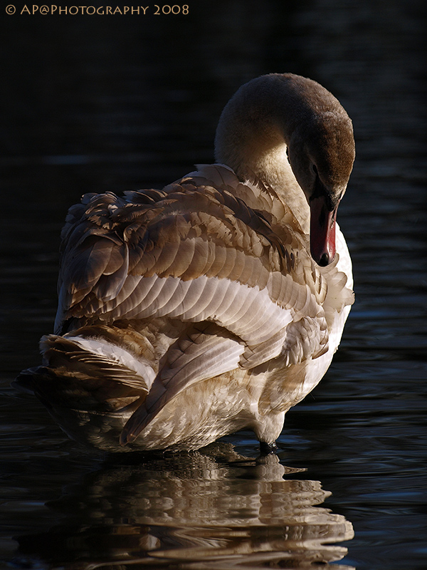 Höckerschwan beim Aufbrezeln