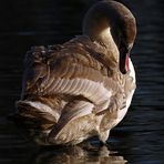 Höckerschwan beim Aufbrezeln