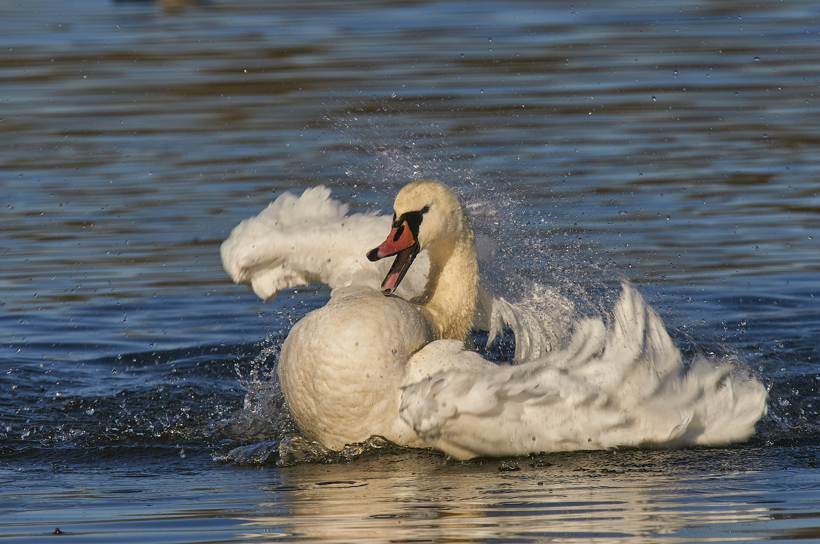 Höckerschwan beim Bad