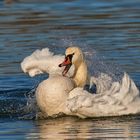 Höckerschwan beim Bad