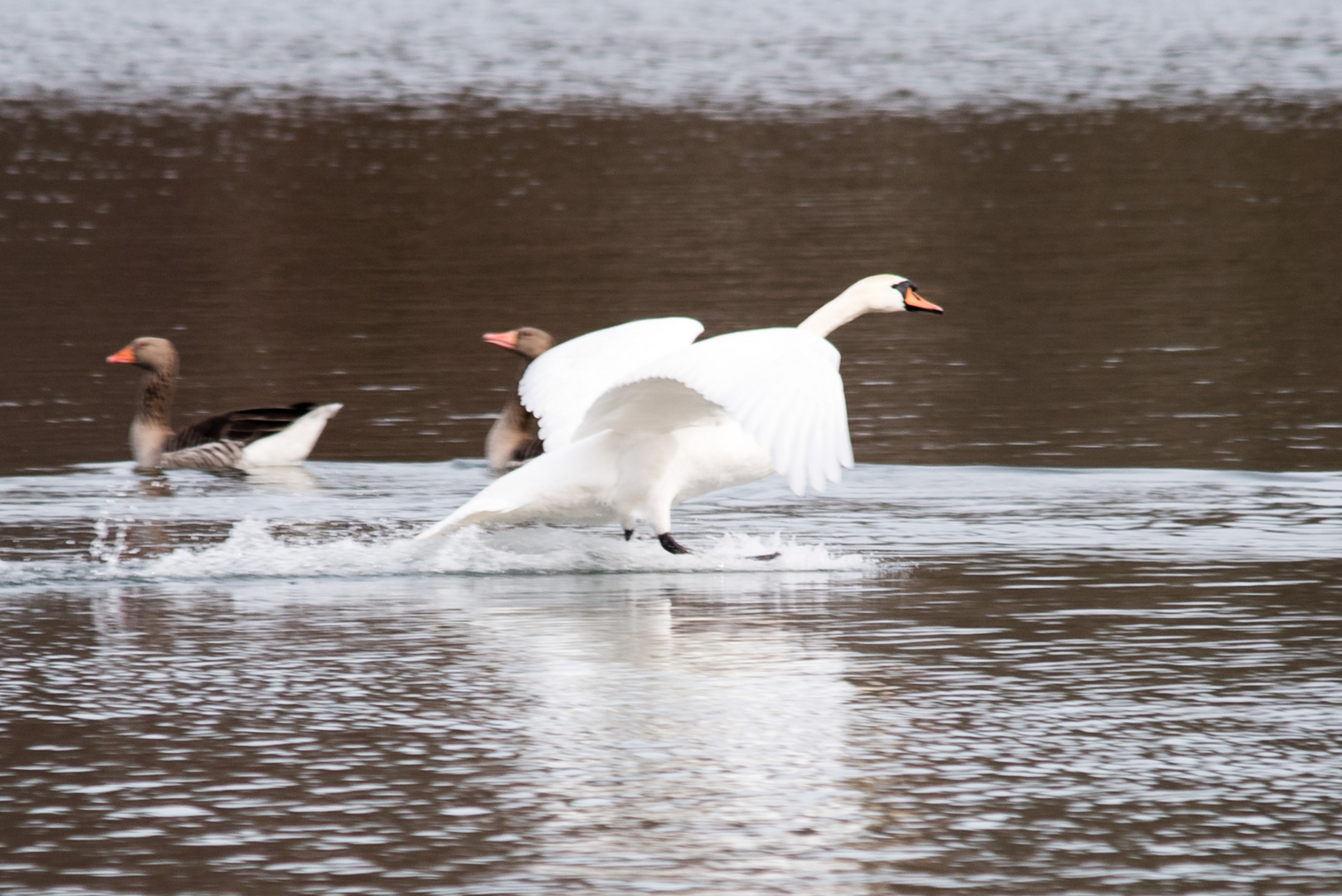 Höckerschwan beim Landen