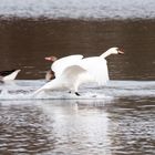 Höckerschwan beim Landen