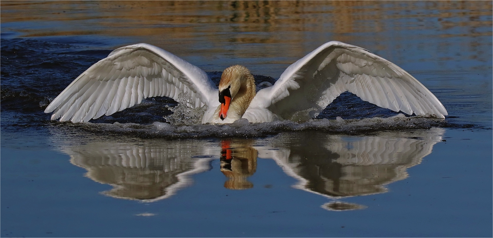 Höckerschwan beim Landen