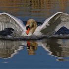 Höckerschwan beim Landen