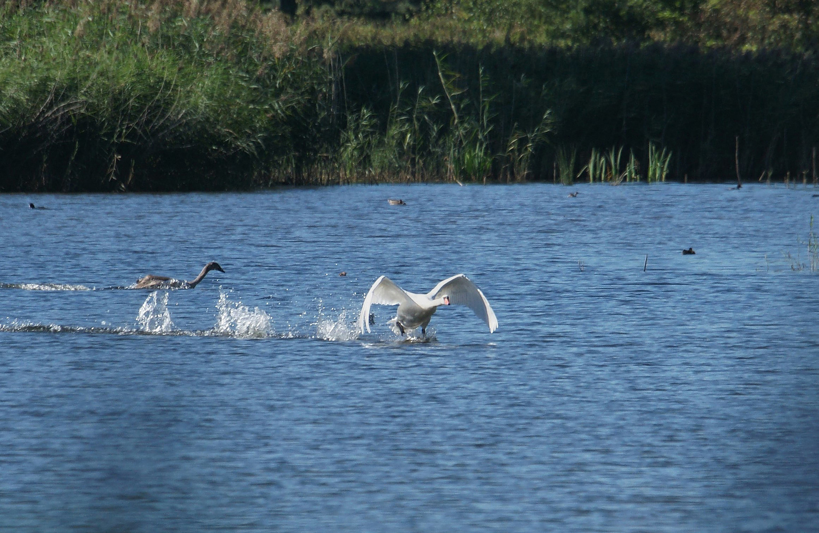 Höckerschwan beim Start.