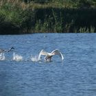 Höckerschwan beim Start.