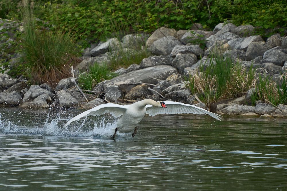 Höckerschwan beim Starten