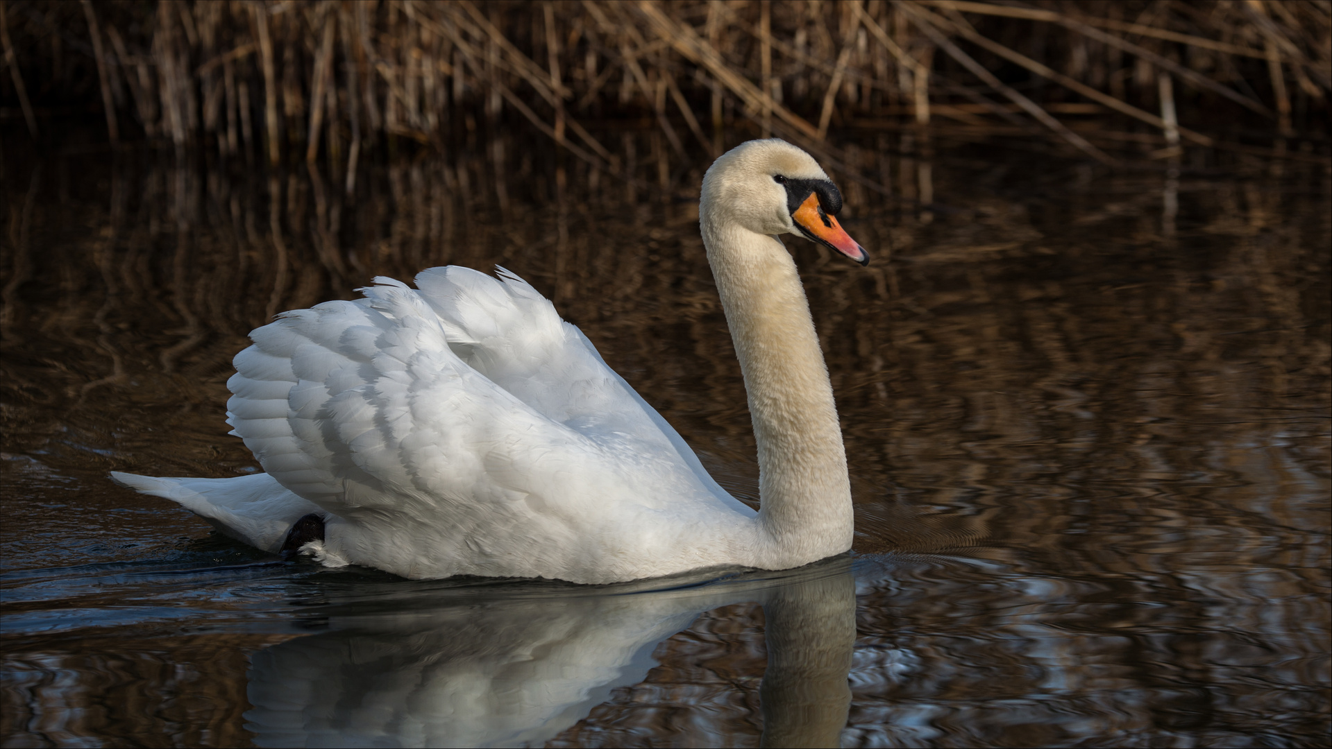 Höckerschwan beleuchtet von der Morgensonne