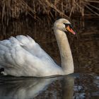 Höckerschwan beleuchtet von der Morgensonne