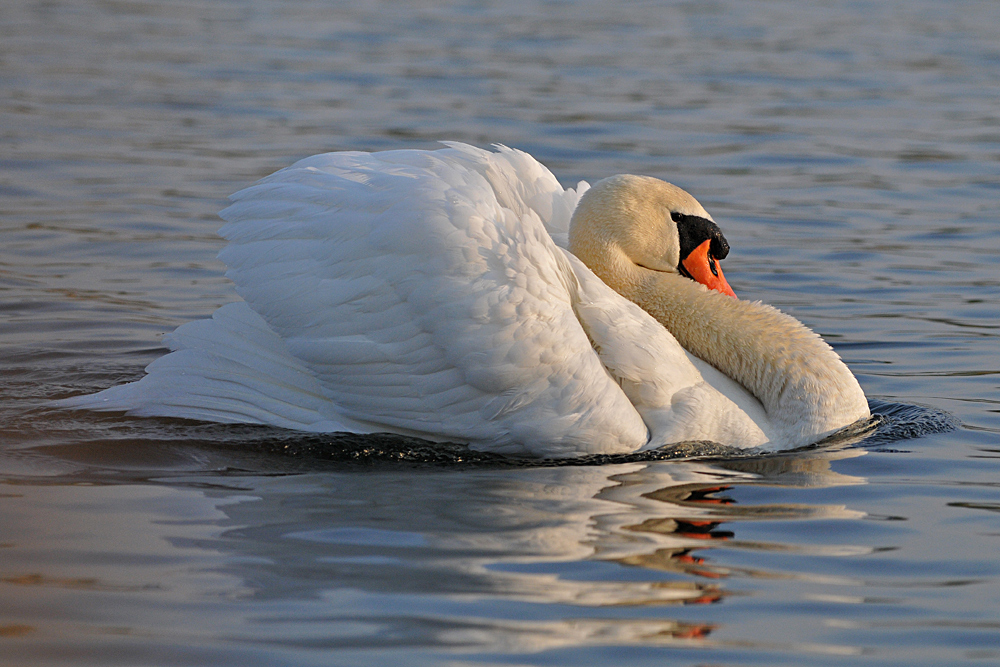 Höckerschwan – besser derzeit nicht ansprechen