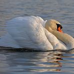 Höckerschwan – besser derzeit nicht ansprechen