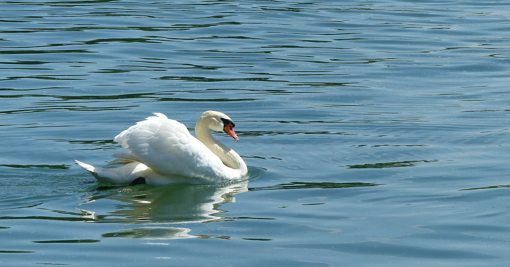 Höckerschwan