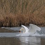 Höckerschwan – Bremsen