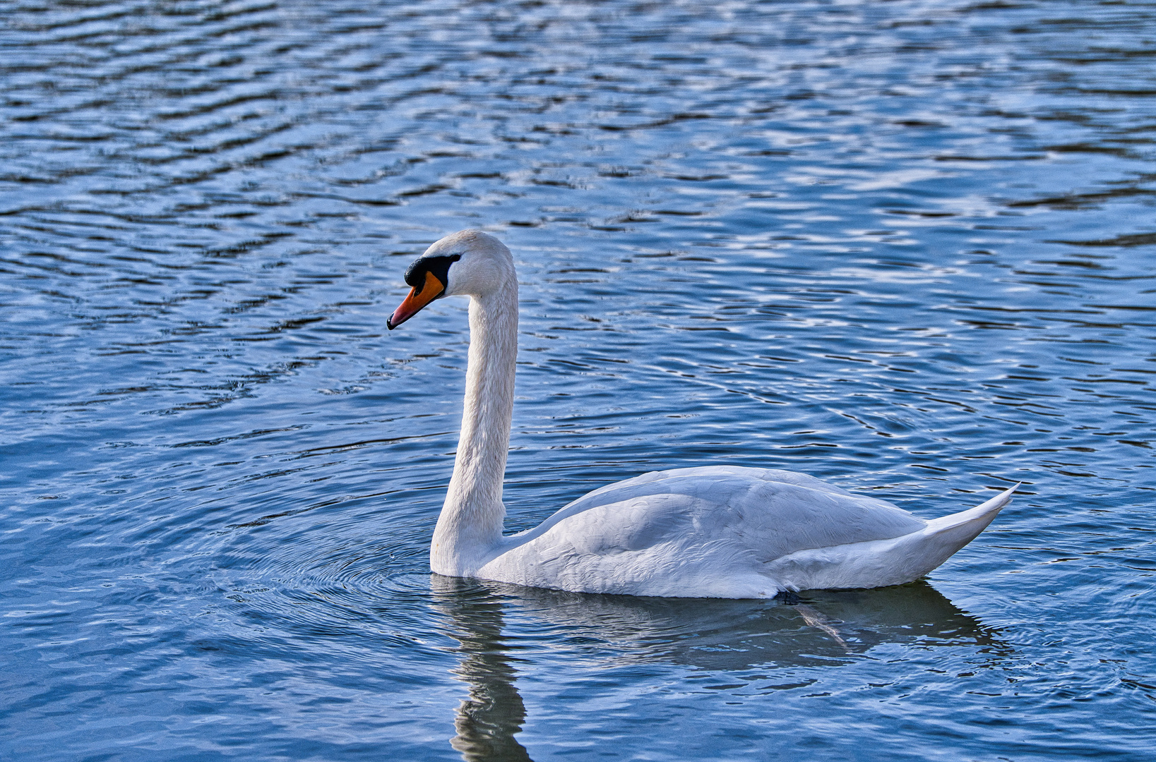 Höckerschwan