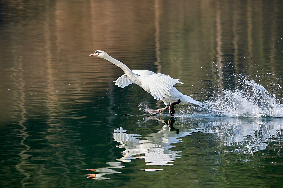 Höckerschwan