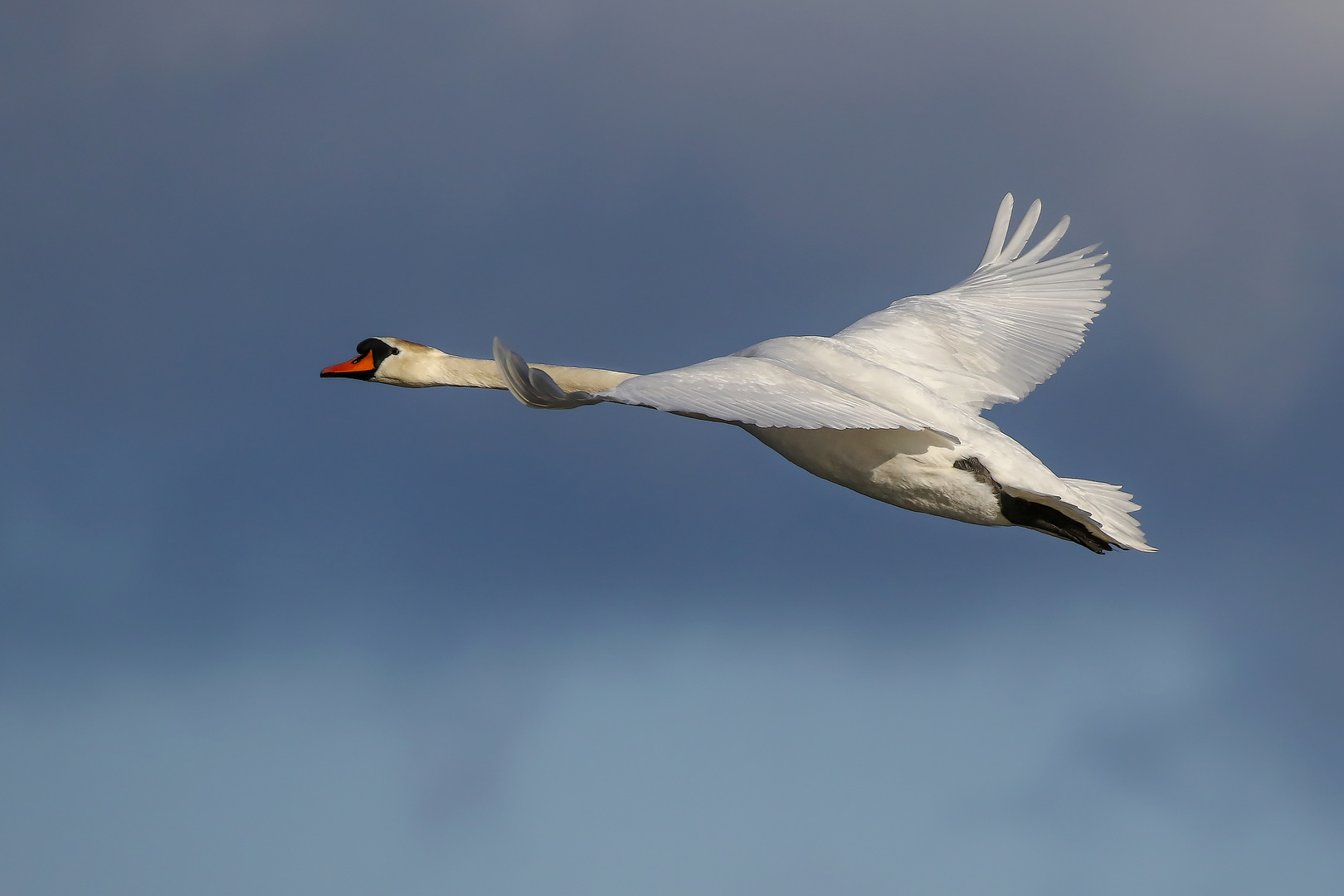 Höckerschwan 