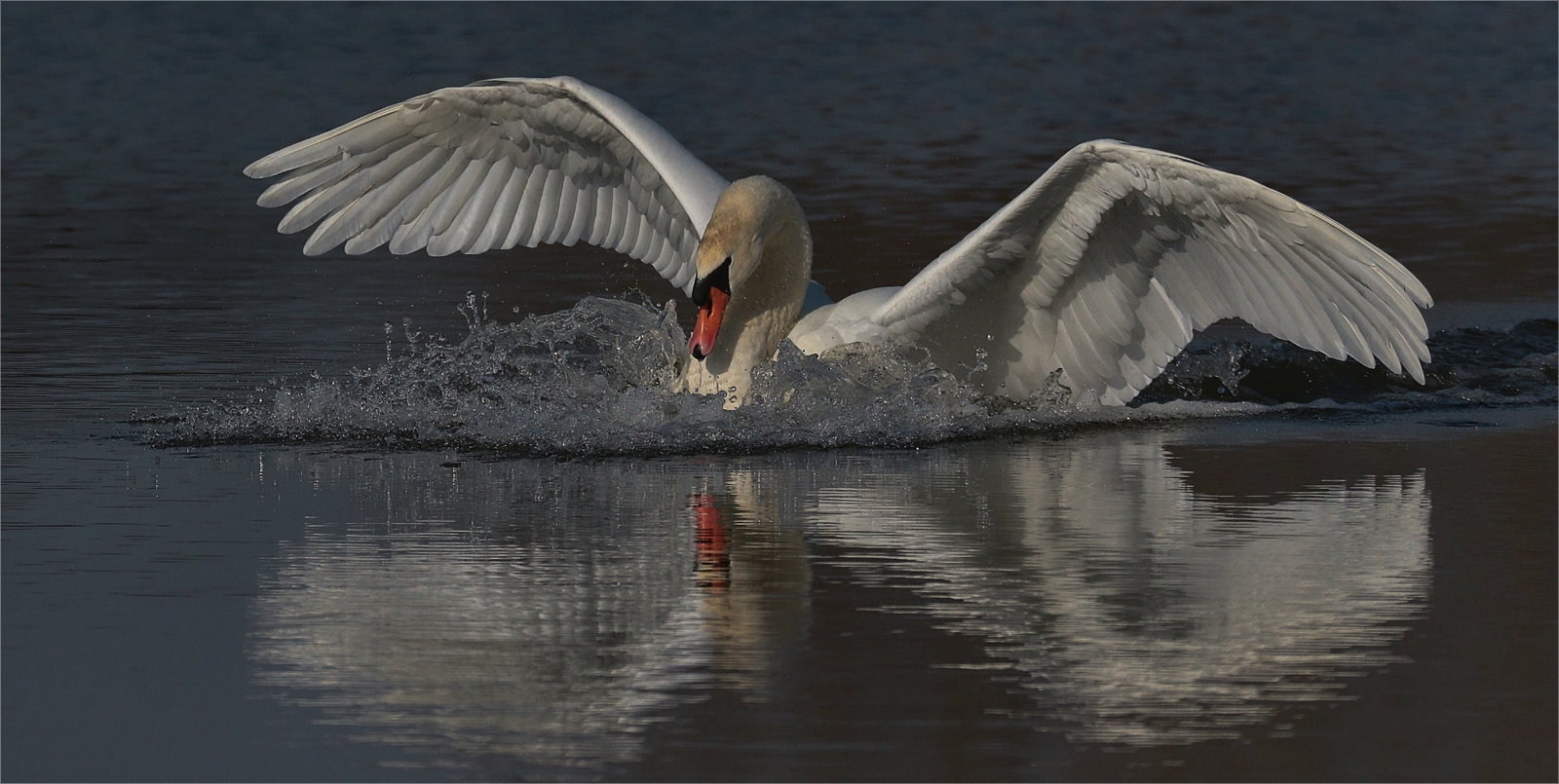 Höckerschwan