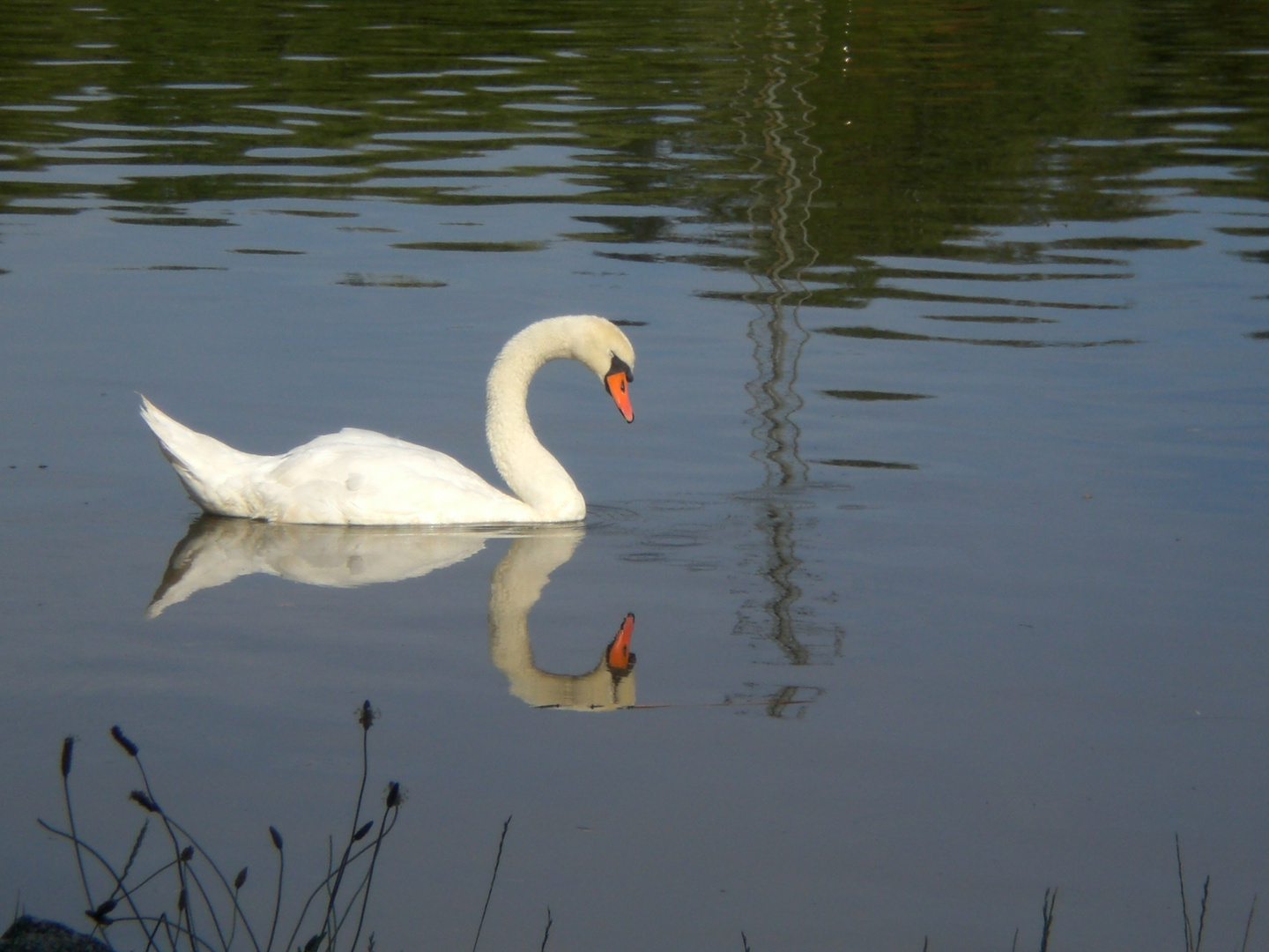 Höckerschwan