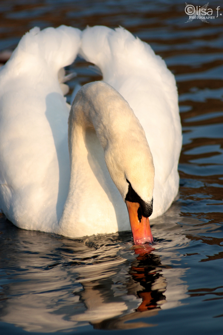 Höckerschwan