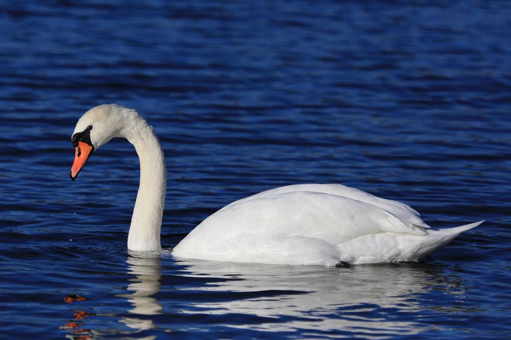 Höckerschwan