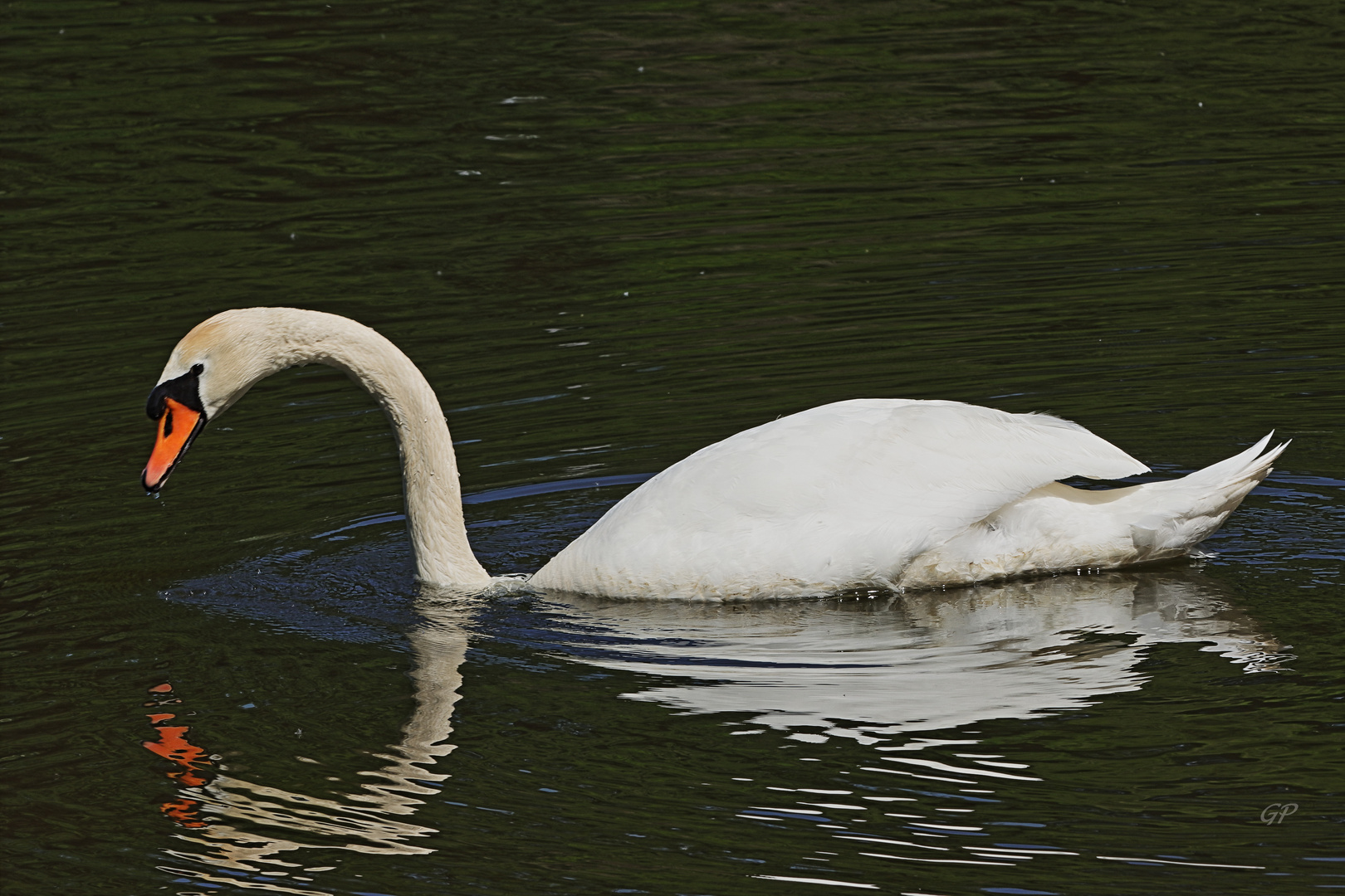 Höckerschwan