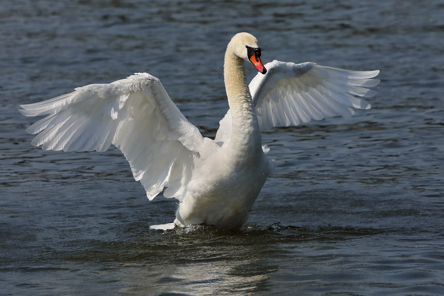 Höckerschwan