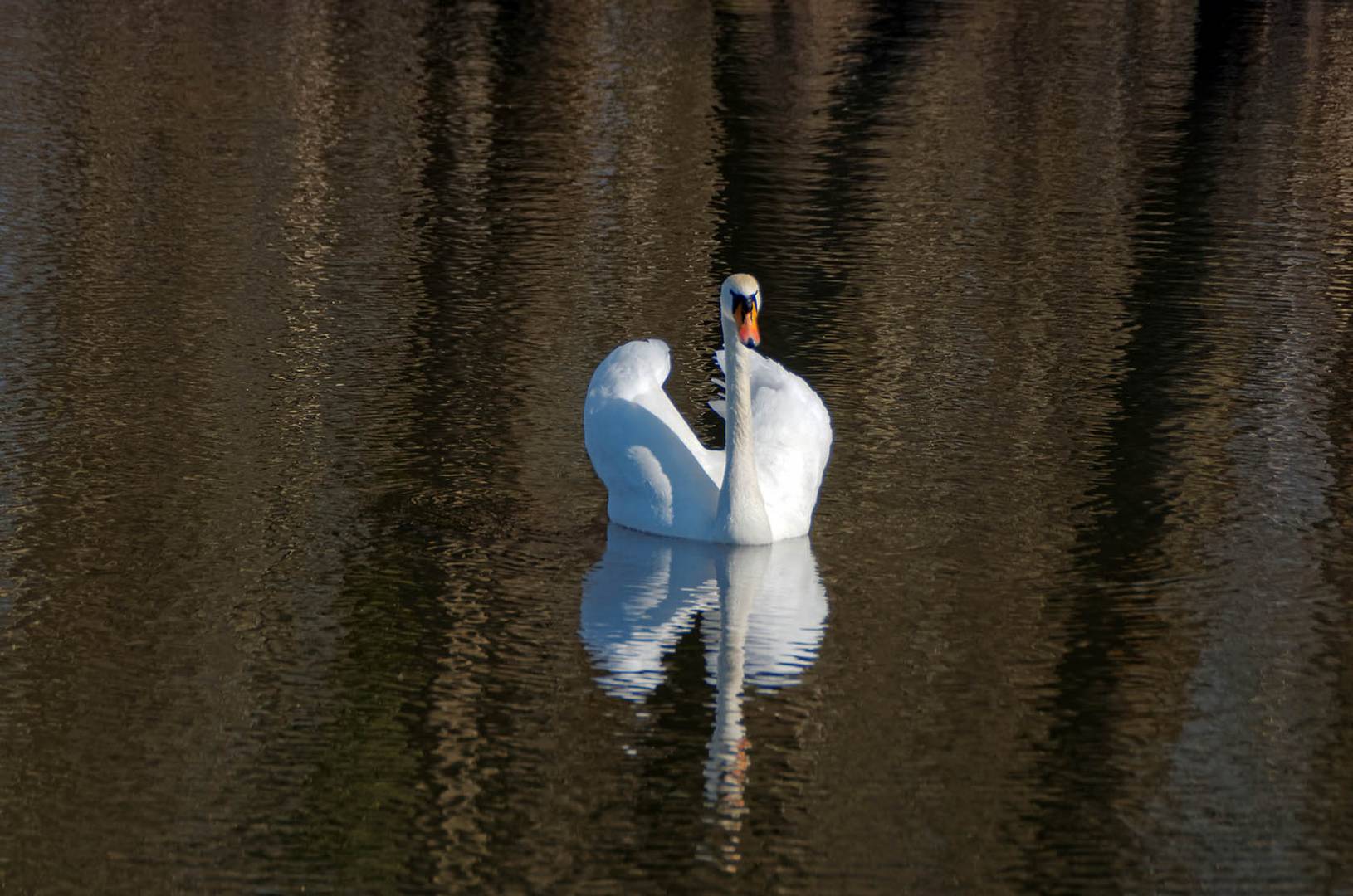 Höckerschwan