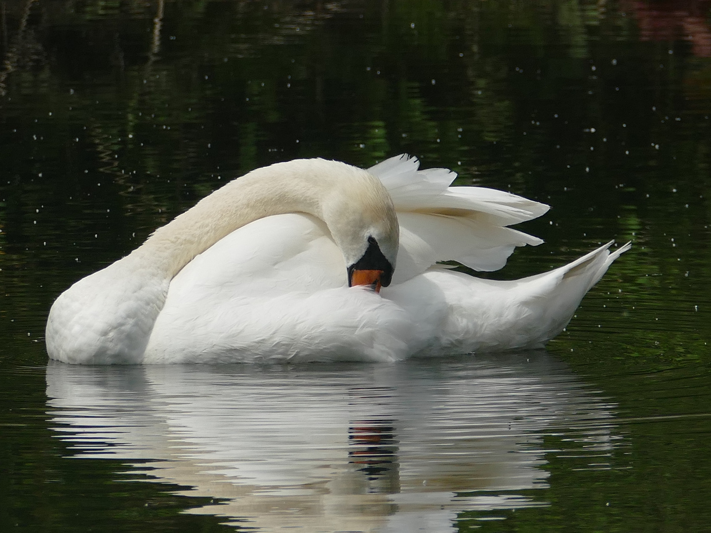 Höckerschwan