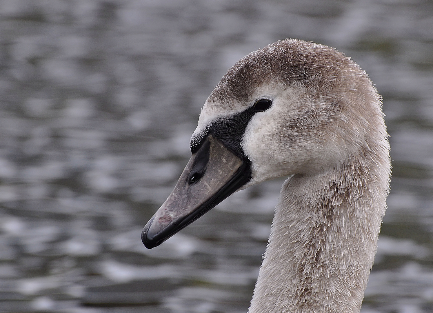 Höckerschwan, Cycnus olor