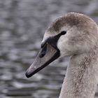 Höckerschwan, Cycnus olor