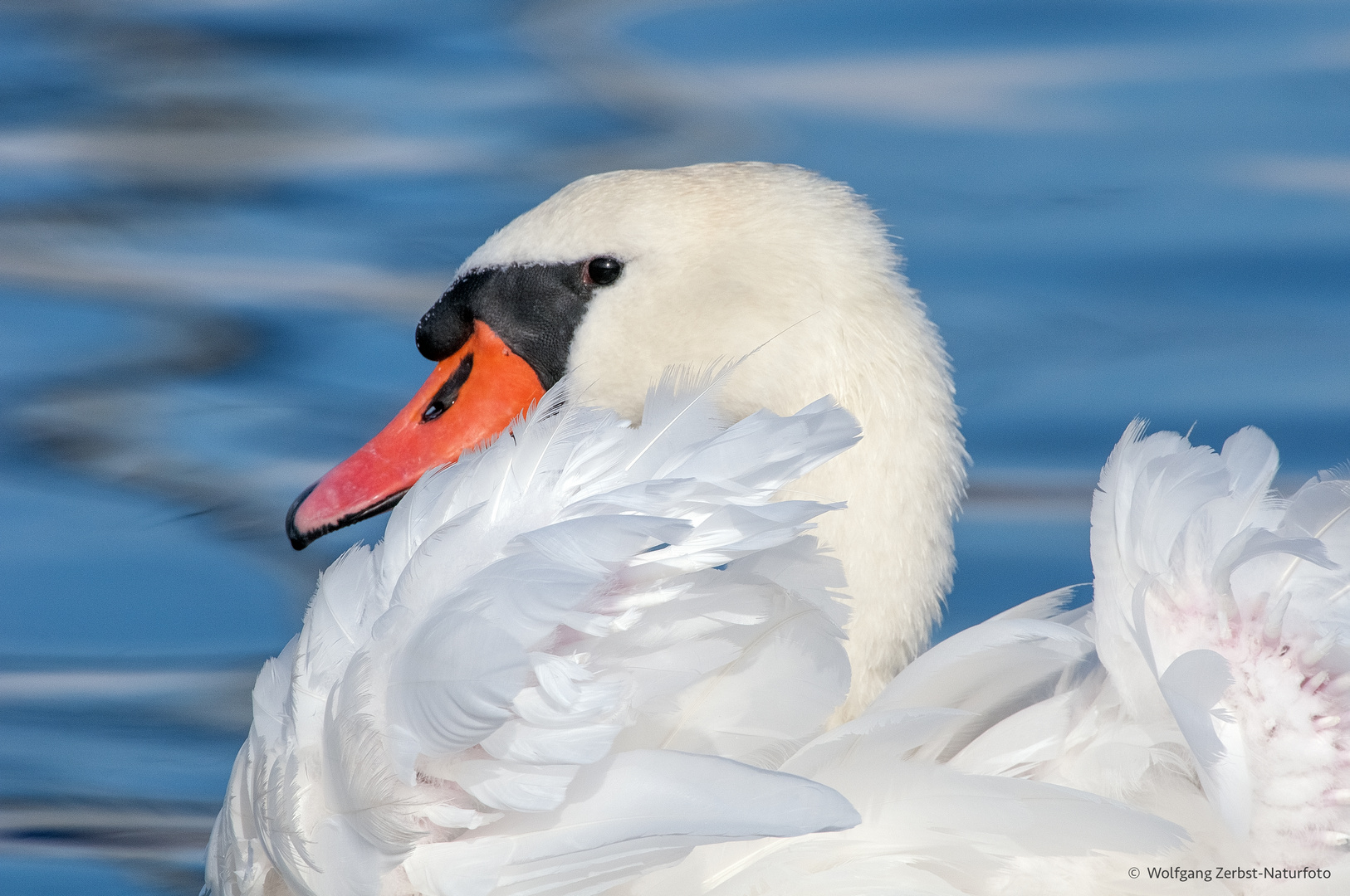  - HÖCKERSCHWAN -   ( Cygnus Color )