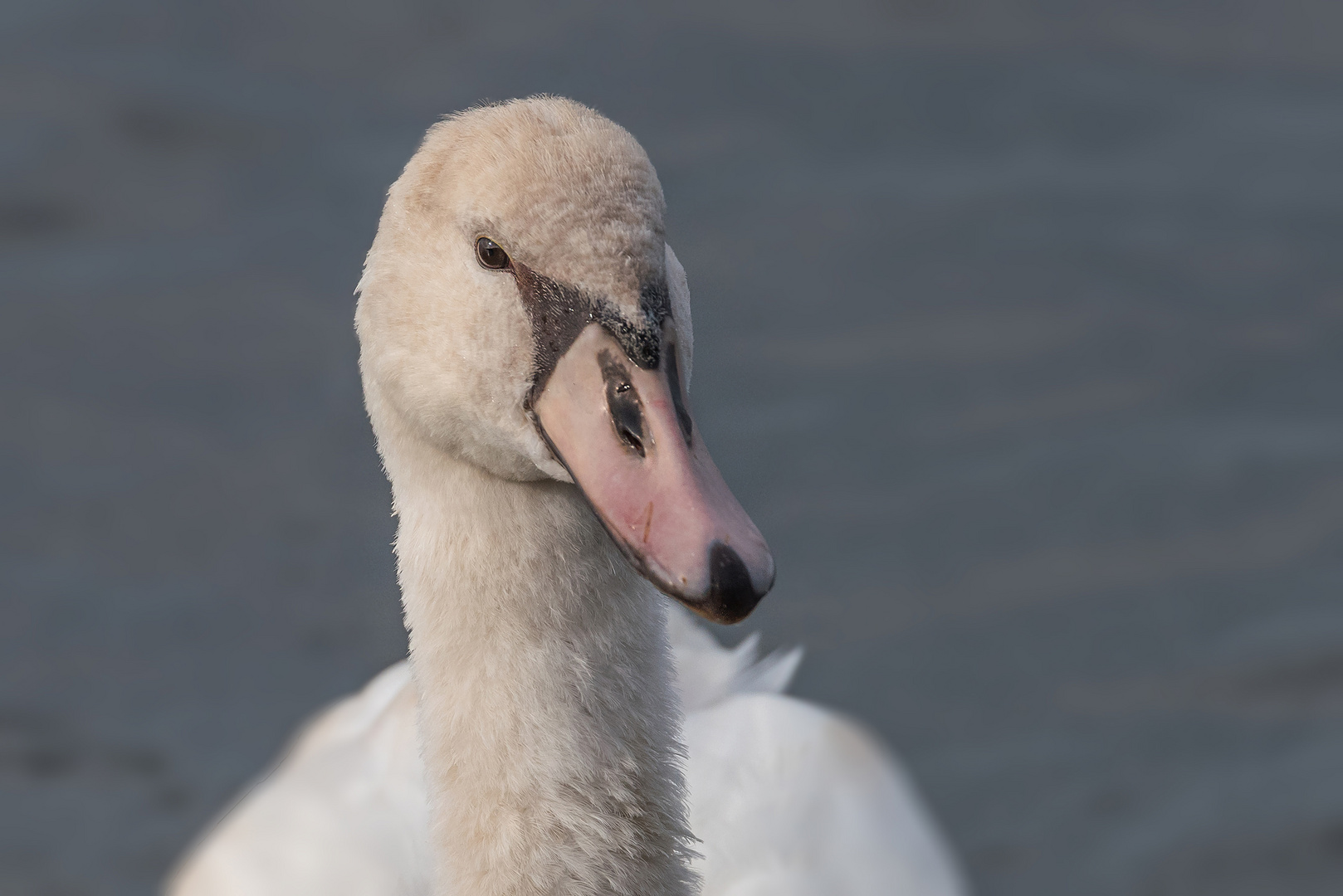 Höckerschwan (Cygnus immutabilis)