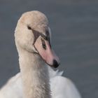 Höckerschwan (Cygnus immutabilis)