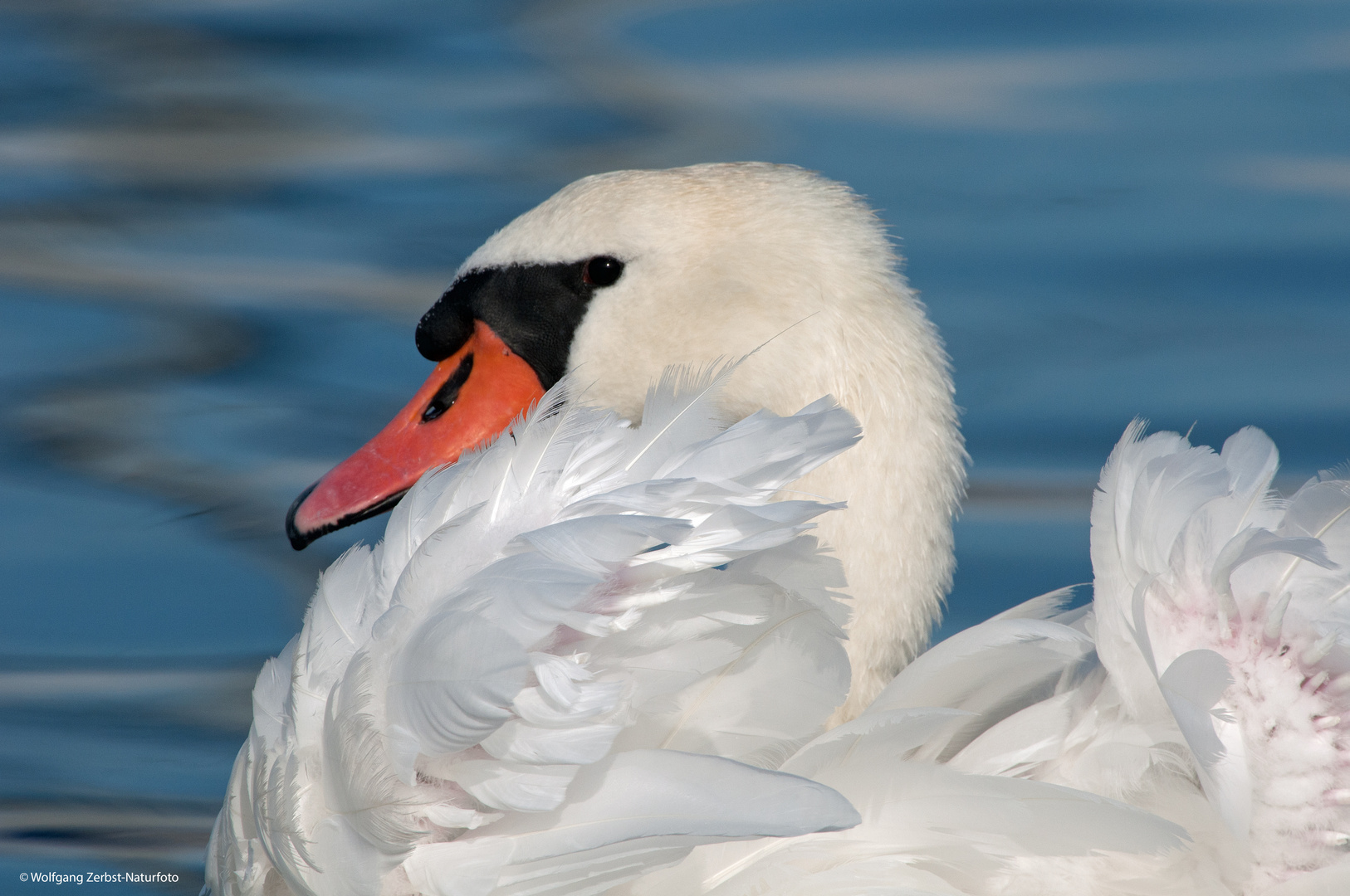 --- Höckerschwan ---    ( Cygnus Olof )