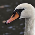 Höckerschwan, Cygnus olor