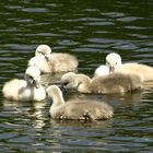 --- Höckerschwan (Cygnus olor) ---