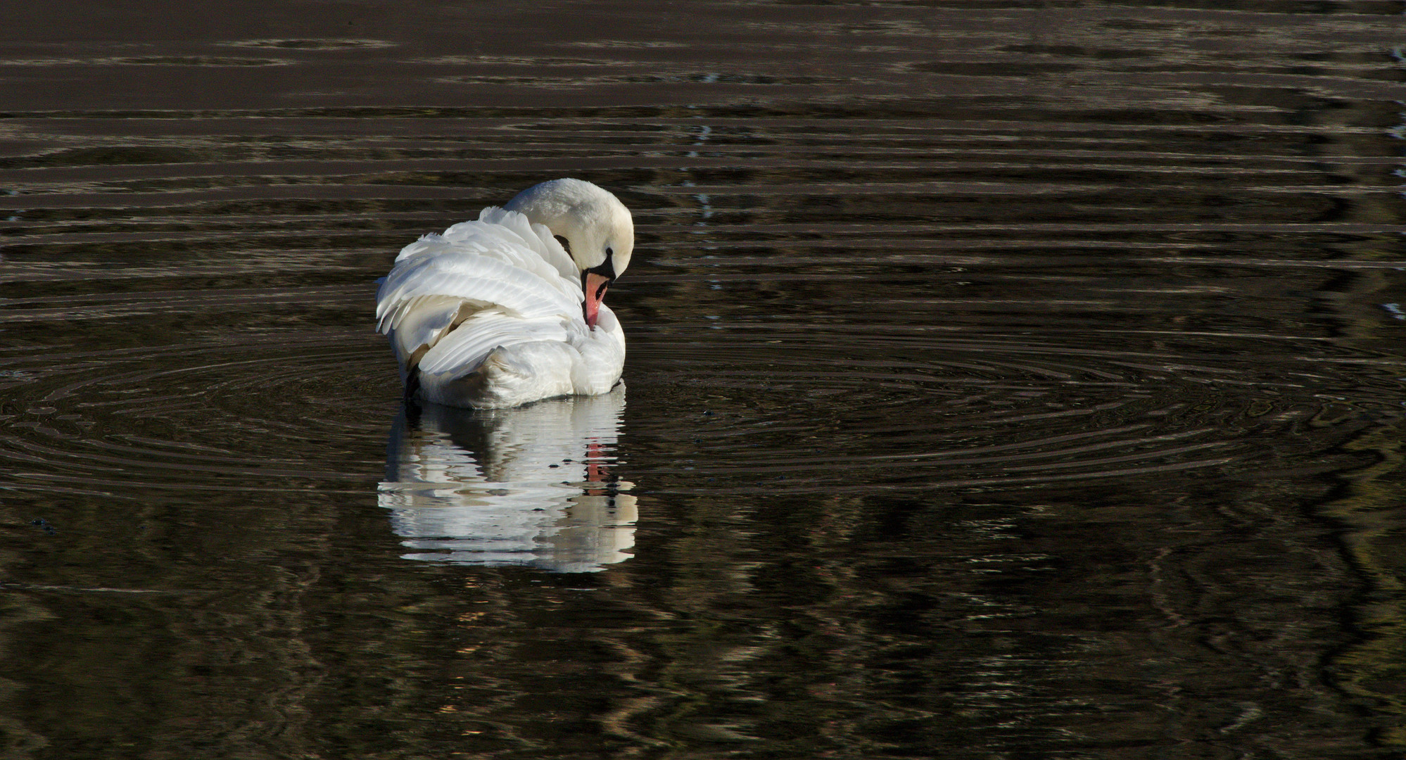 Höckerschwan (Cygnus olor) 1