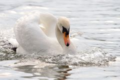 Höckerschwan (Cygnus olor)