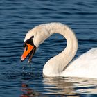 Höckerschwan (Cygnus olor)