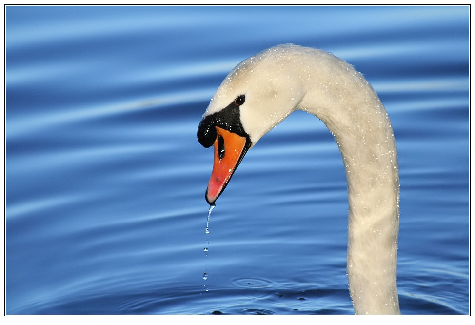 Höckerschwan (Cygnus olor)