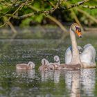 Höckerschwan (Cygnus olor)