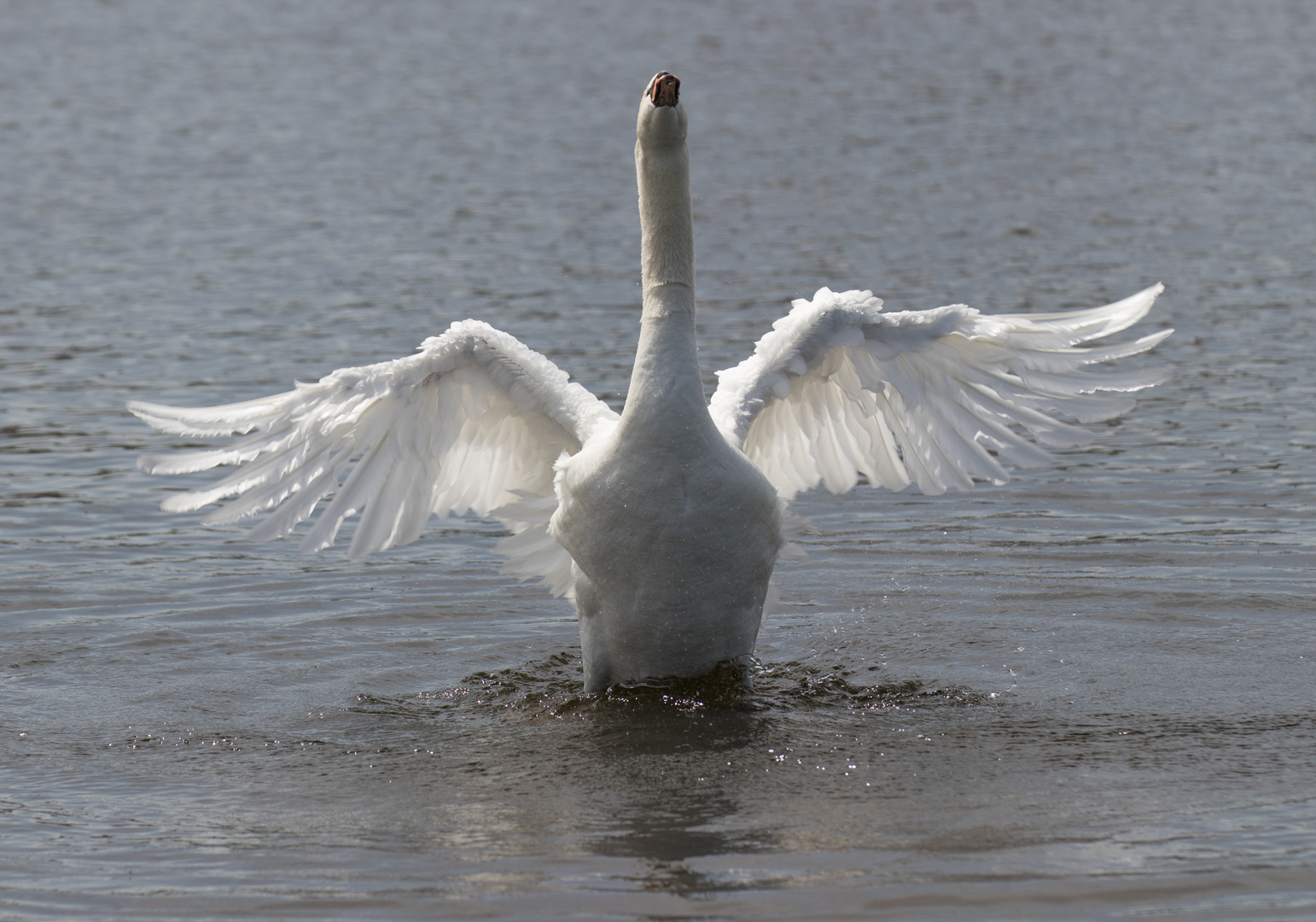 Höckerschwan (Cygnus olor)