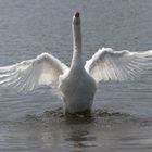 Höckerschwan (Cygnus olor)