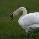 Höckerschwan (Cygnus olor)