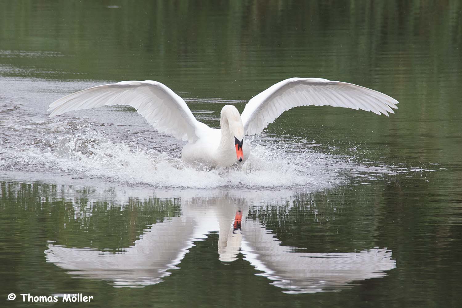 Höckerschwan (Cygnus olor)