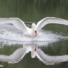 Höckerschwan (Cygnus olor)