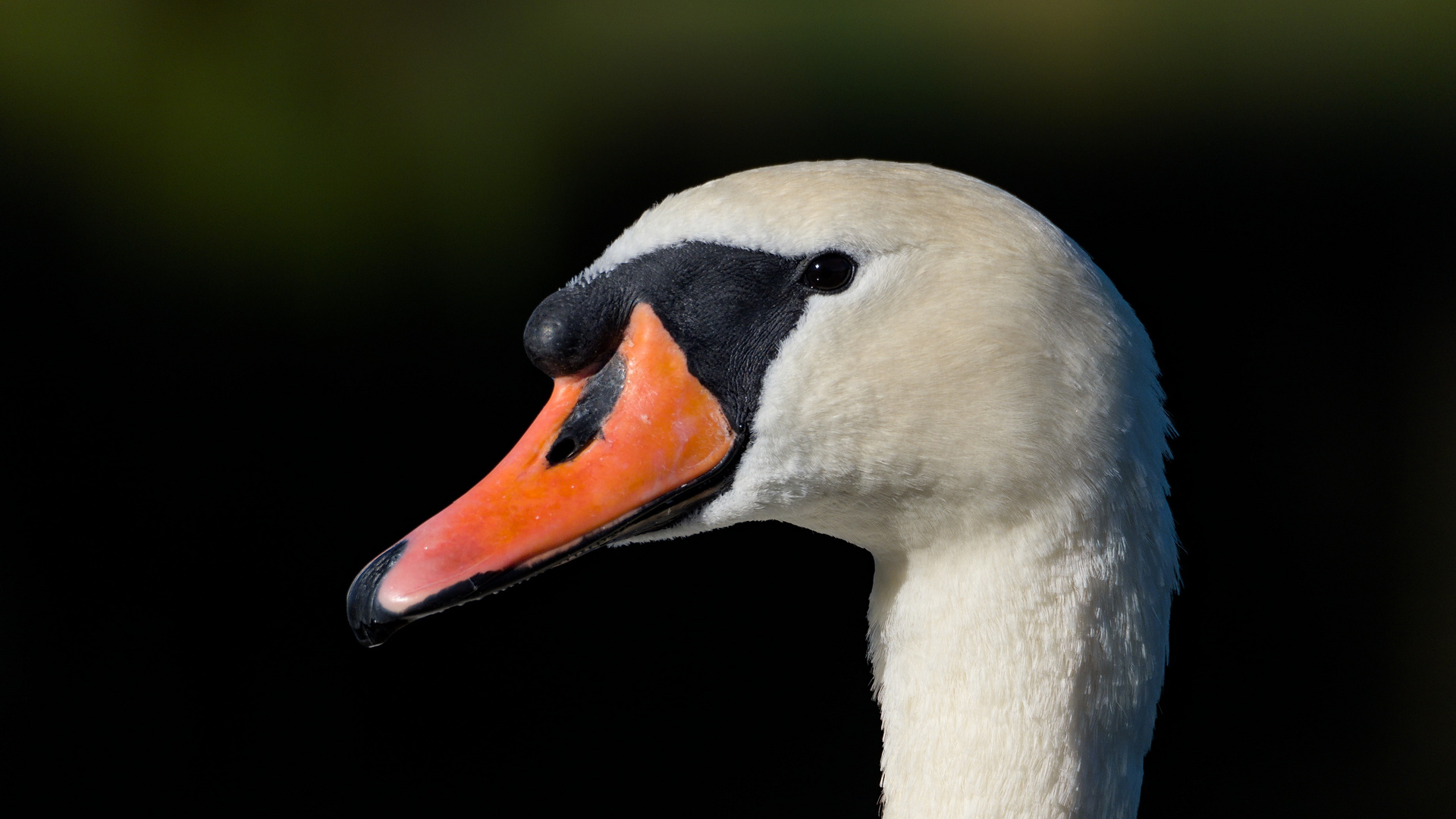 Höckerschwan (Cygnus olor)