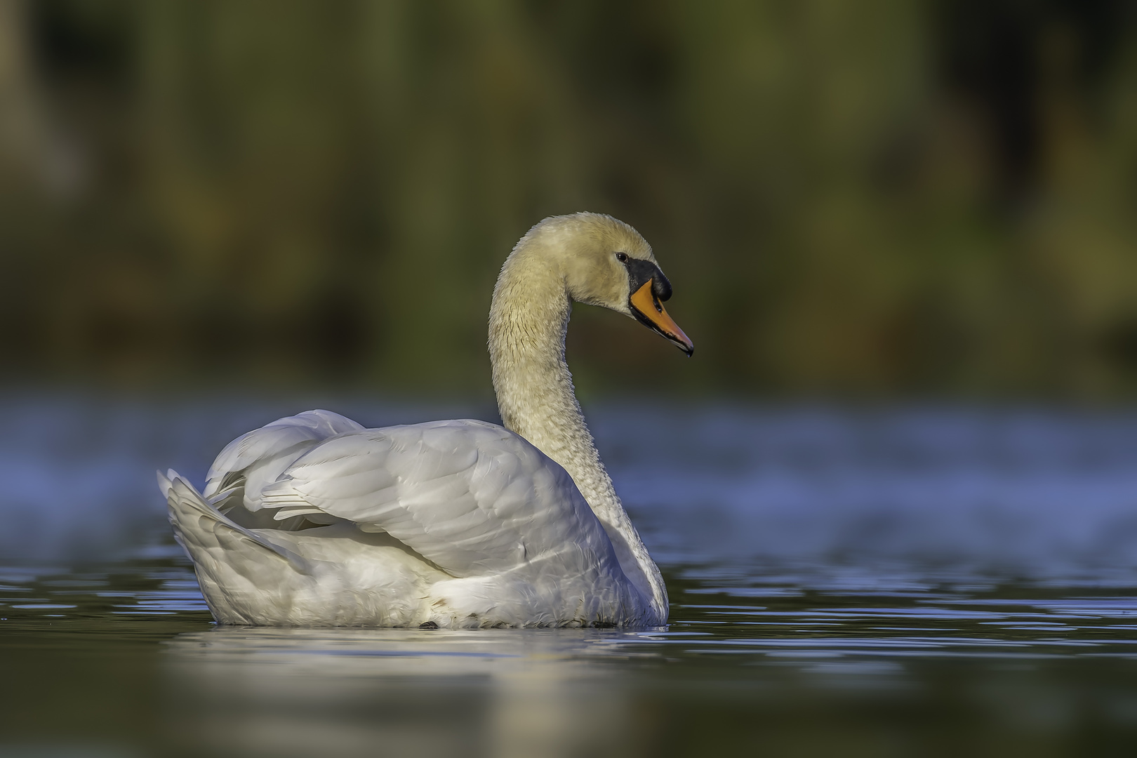 Höckerschwan (Cygnus olor)