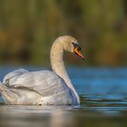 Höckerschwan (Cygnus olor)